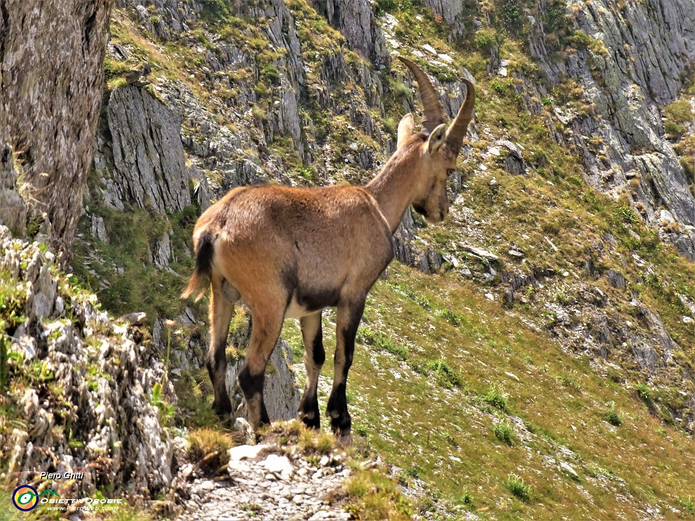 61 Stambecco al Passo della Selletta ci osserva mentre scendiamo.JPG